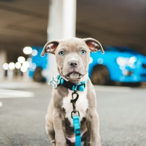 erik-mclean-QW_ZGT72D6g-unsplash Dog Leashes